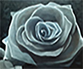 foto del logotipo que es una rosa blanca